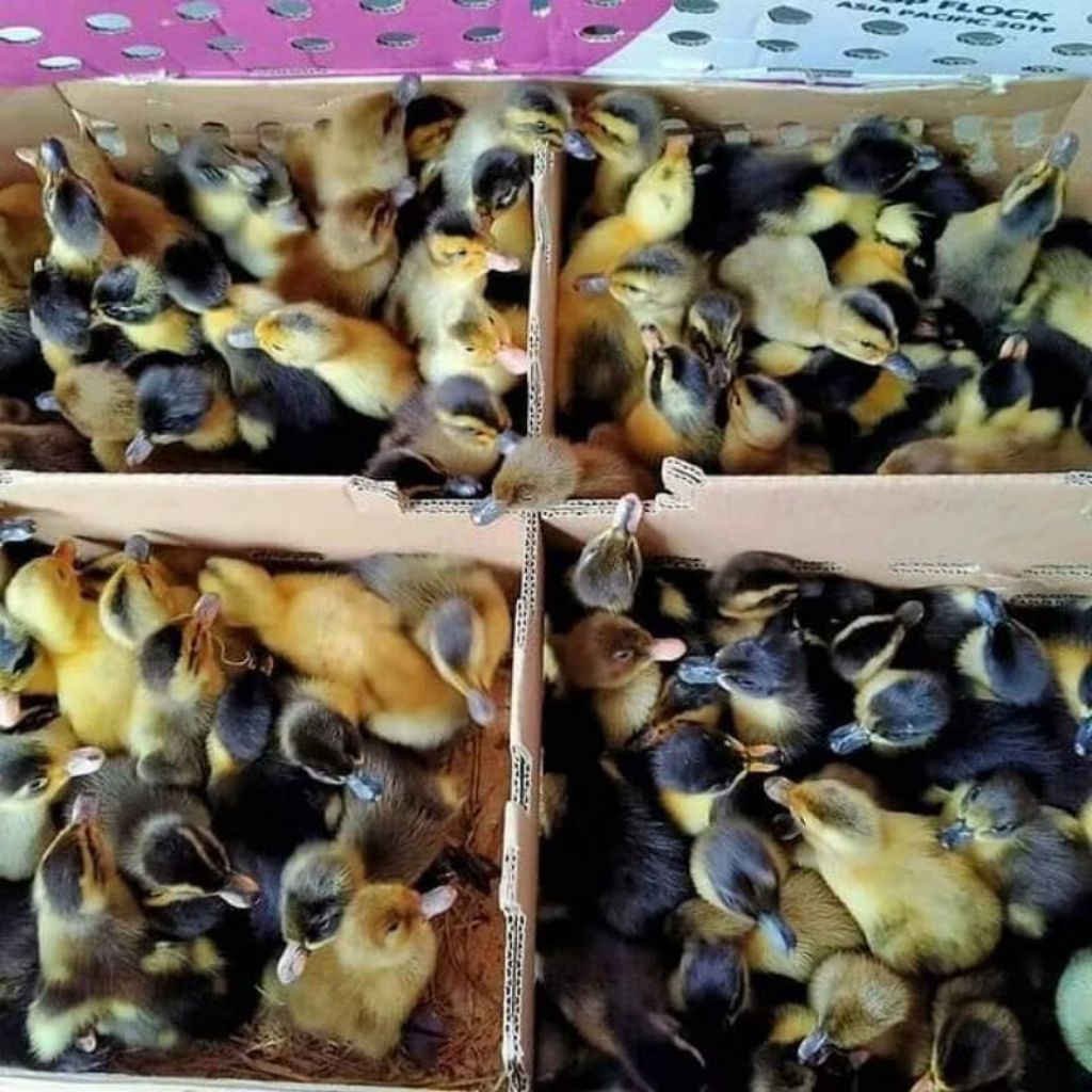 Anak Bebek Alabio - Bibit Bebek Alabio - Dod Bebek Alabio