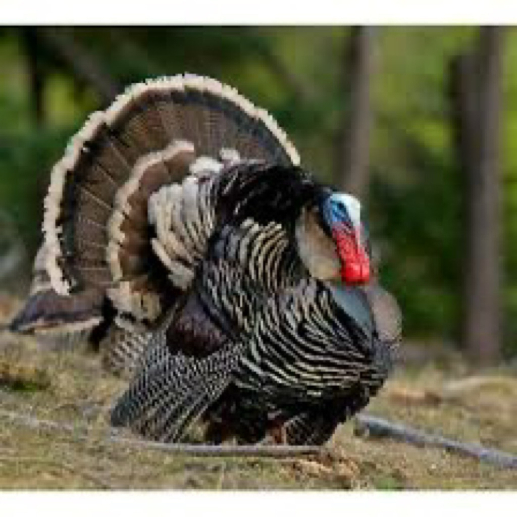 TELUR FERTIL AYAM KALKUN UNTUK DITETASKAN