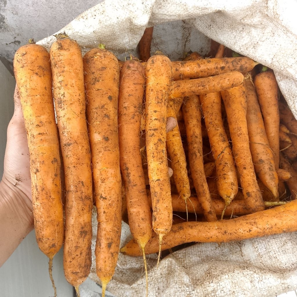 

wortel belum di cuci fresh baru cabut dari kebun