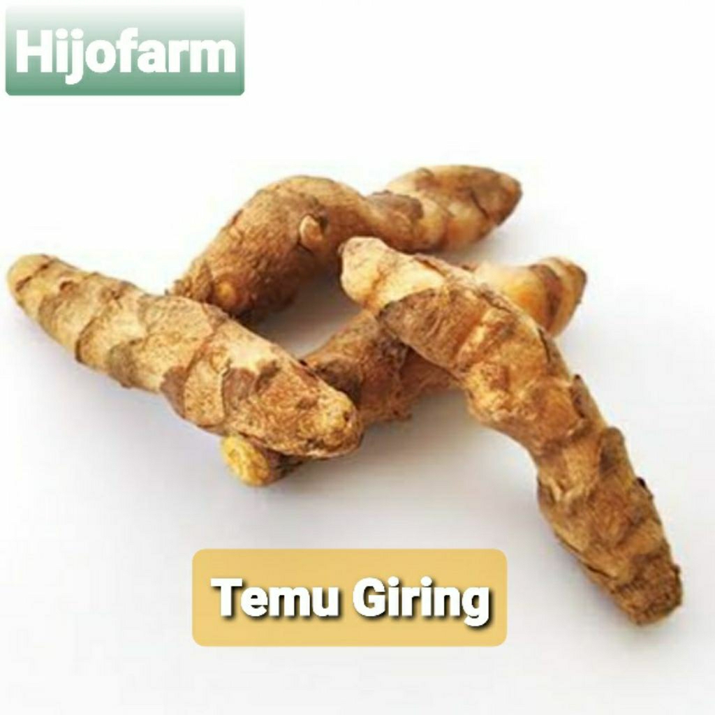 

Temu Giring Segar 500 Gr