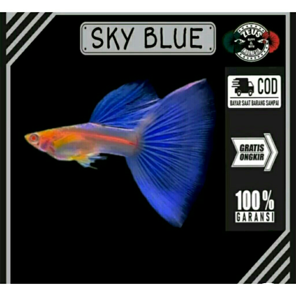 sepasang guppy sky blue siap bredd ikan muda smua genetik bagus