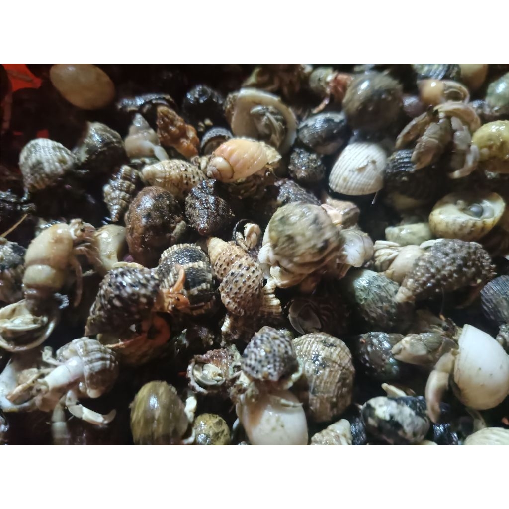 kelomang hidup ukuran kecil per 40 ekor