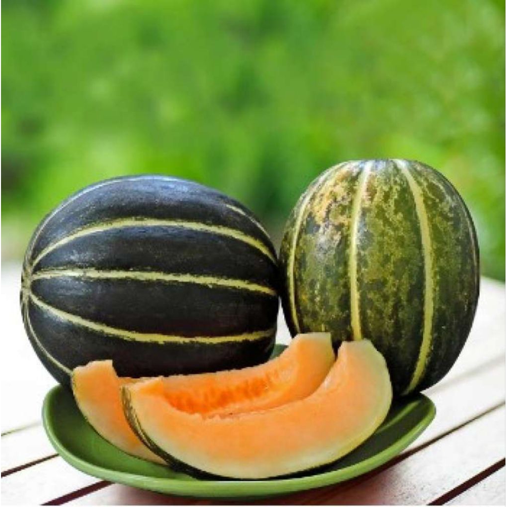 ( 15 BUTIR ) BENIH BIJI BLEWAH BLASTER HIBRIDA