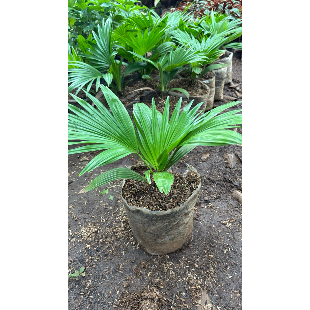 tanaman hias palem kipas mini cantik tanaman hias palem kipas