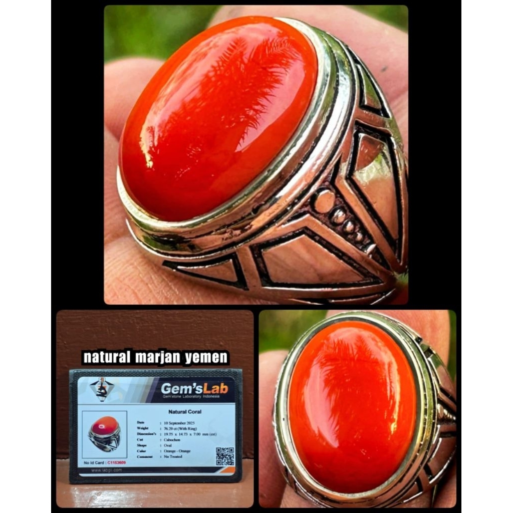 asli 100% batu marjan merah super jumbo yemen laut merah