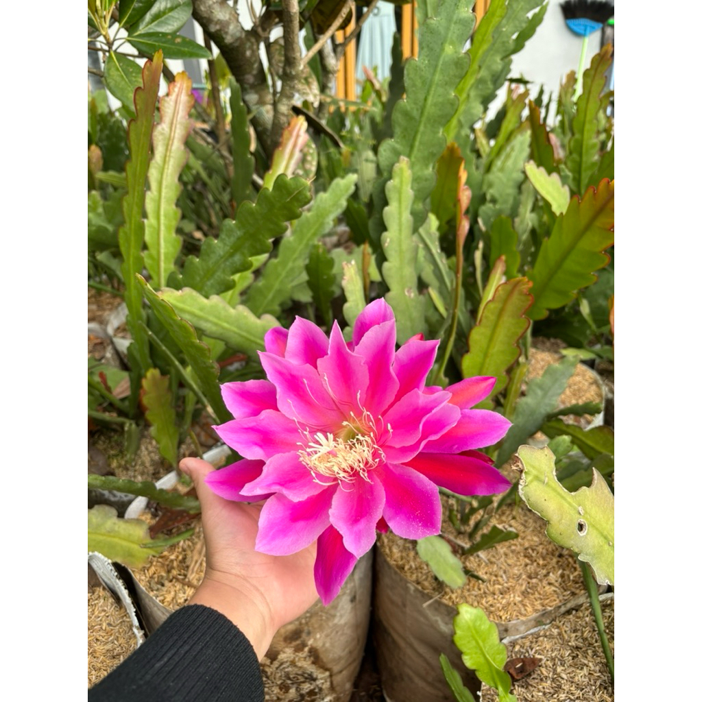 tanaman hias wijaya kusuma dewasa