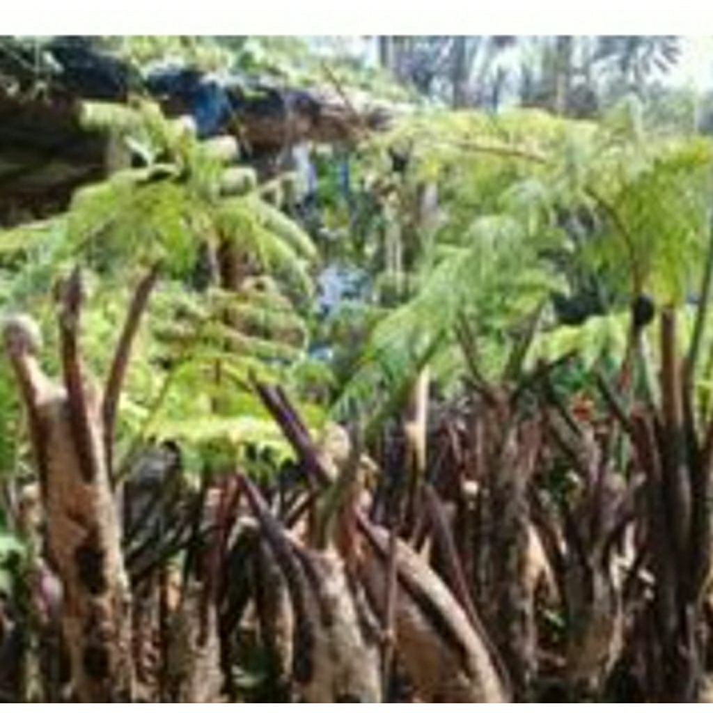 Pakis Paku Tihang Pakis Monyet Ukuran 30cm-+