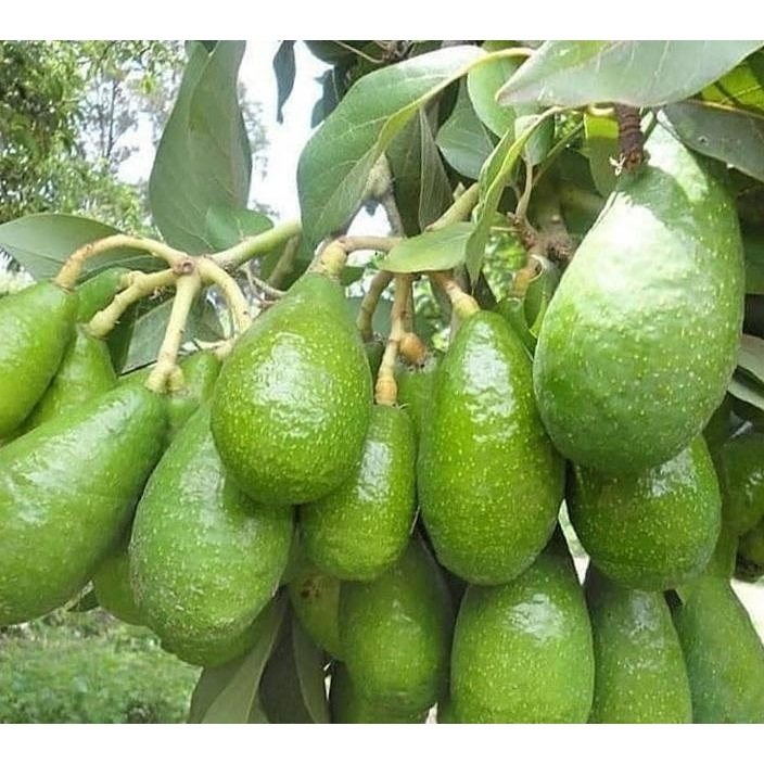 Entres / Batang Segar Alpukat Pluwang atau Hawai Jumbo