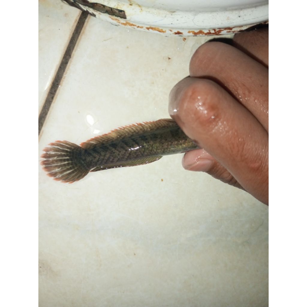 stiker limbata wc rim merah 10cm