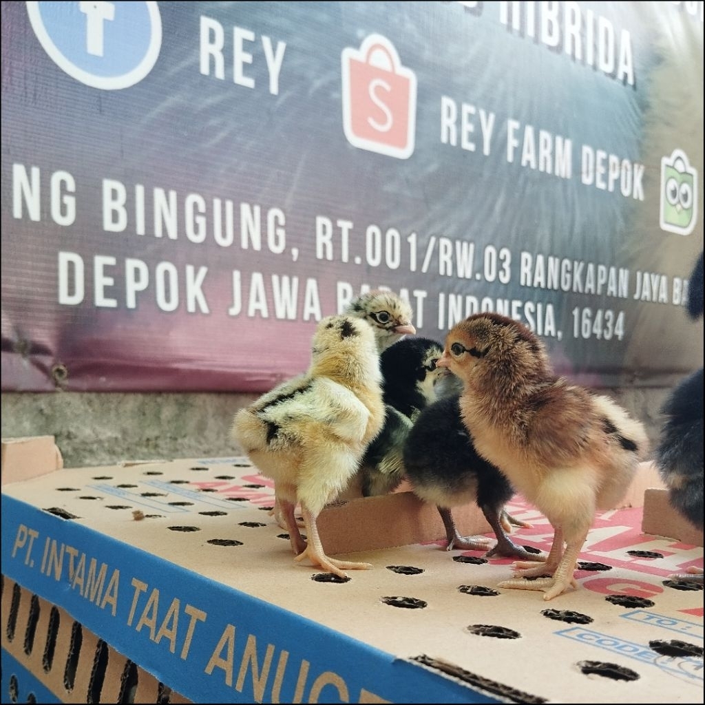 Bibit ayam kampung unggul Balitbangtan / Doc Kub 1 Bok isi 100 ekor