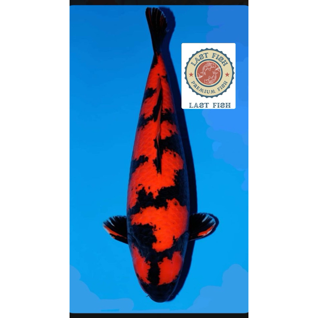 Ready Koi Hi Utsuri Size 20-25Cm Super Cantik Berquality Blitar Grade A