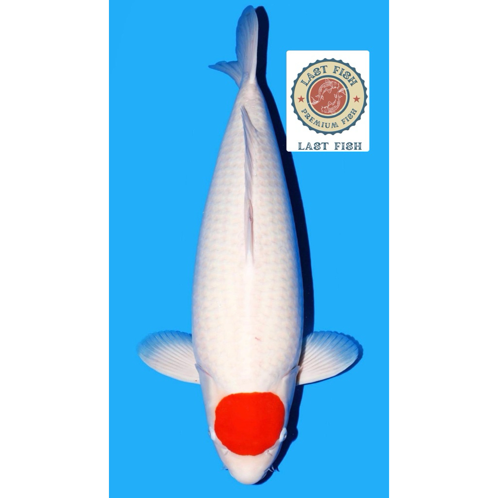 PROMO MURAH KOI TANCHO SIZE 20-25CM SUPER CANTIK BLITAR GRADE A