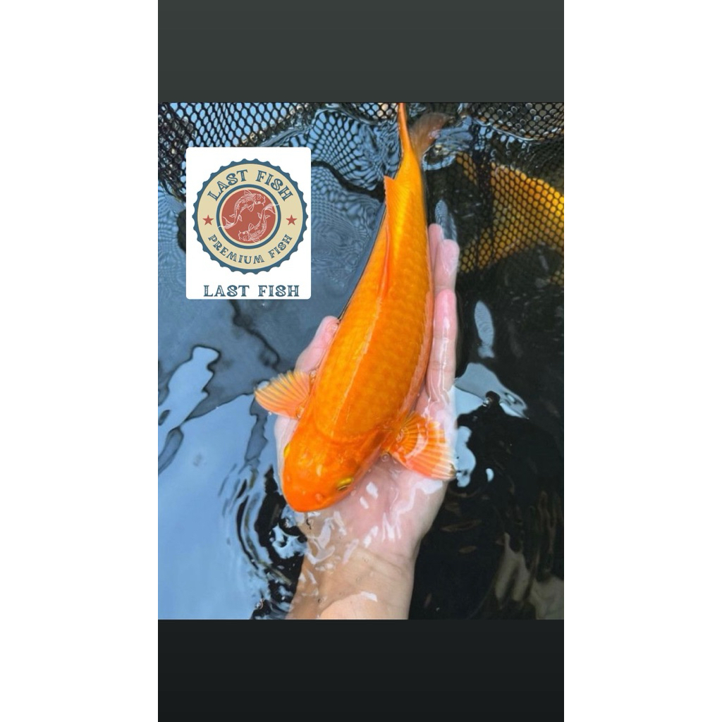 Ready Koi Benigoi Antikan Size 20-25Cm Super Cantik / Blitar / Grade A