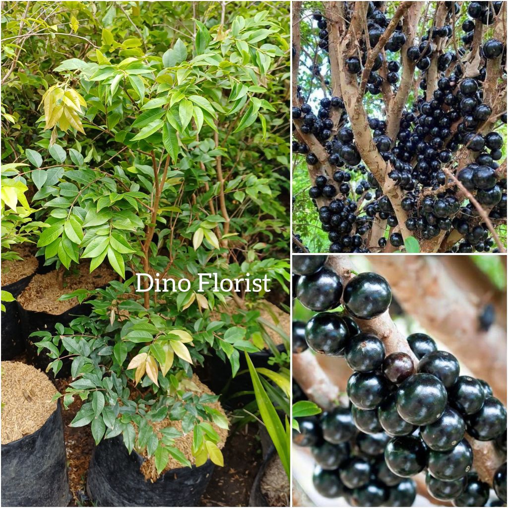 Bibit Tanaman Buah Import Anggur Pohon / Anggur Brazil - 1 Meter ( Dewasa )