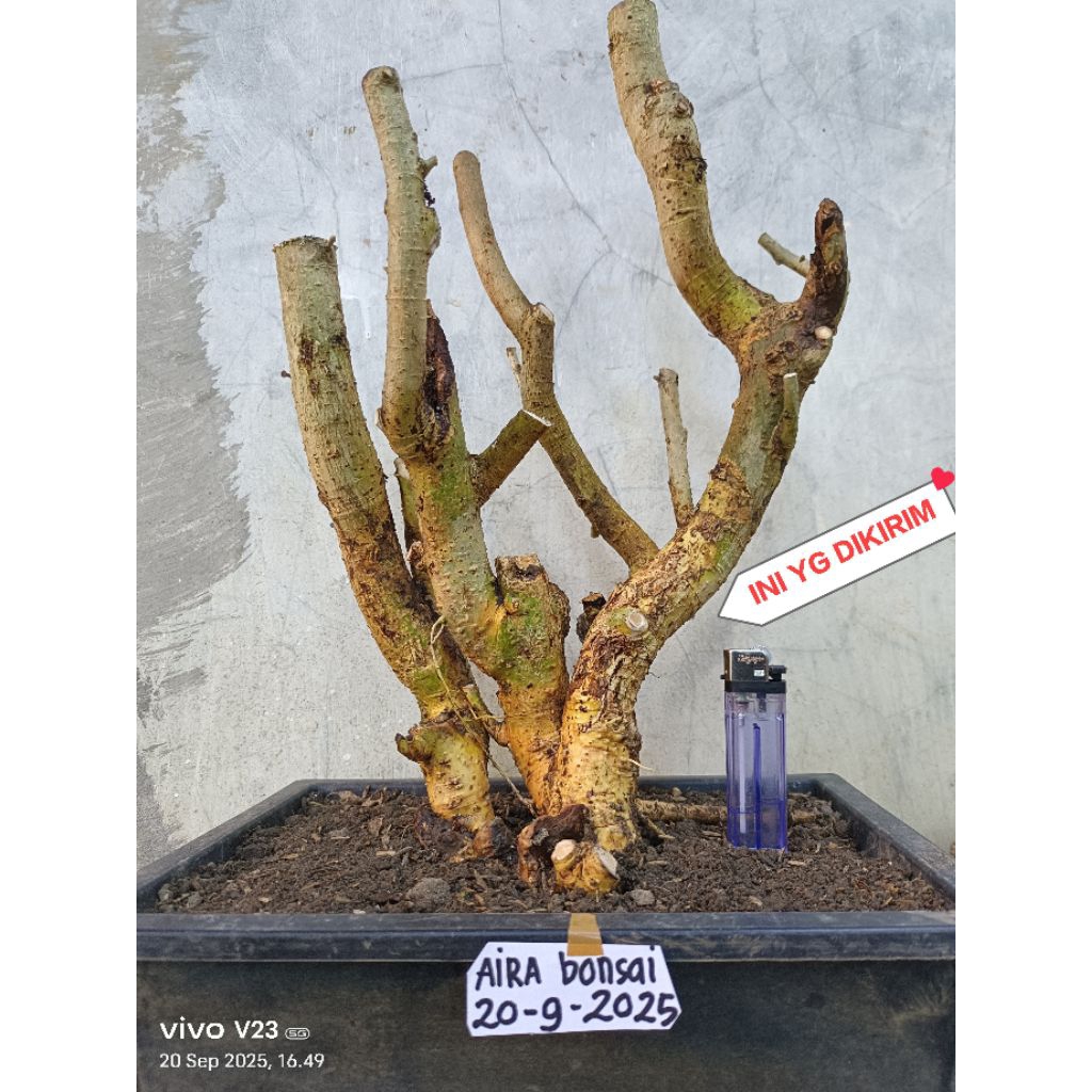 bahan bonsai serut dongkelan grouping