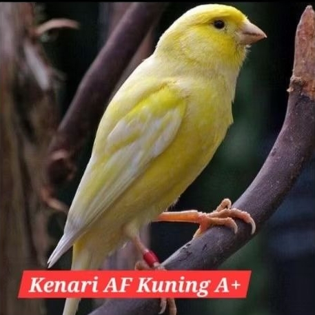 kenari AF af jantan super A+ bahan