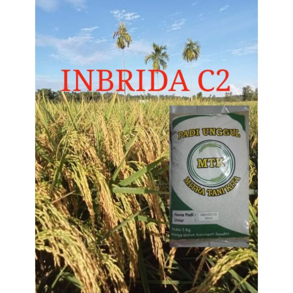 benih padi Inbrida C2 kemasan 5KG