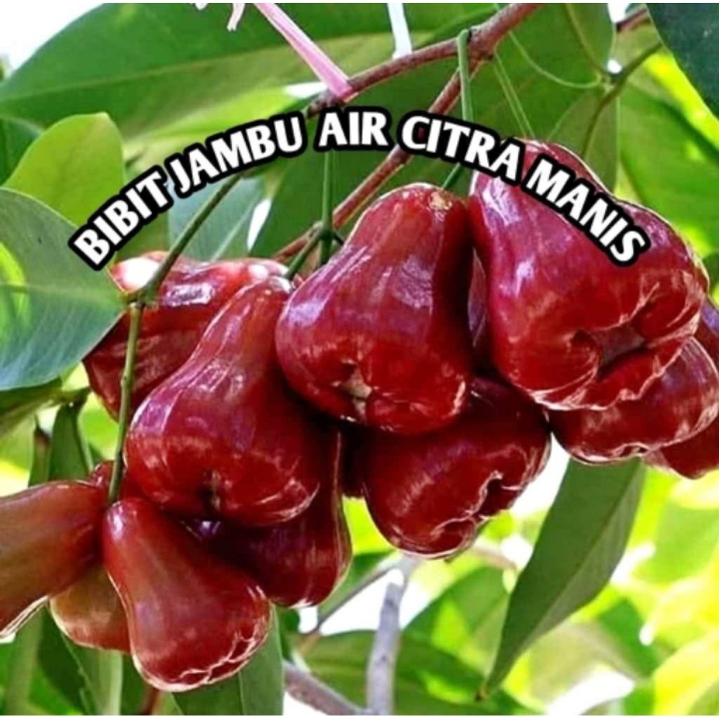bibit jambu air citra ,cangkok CPT berbuah