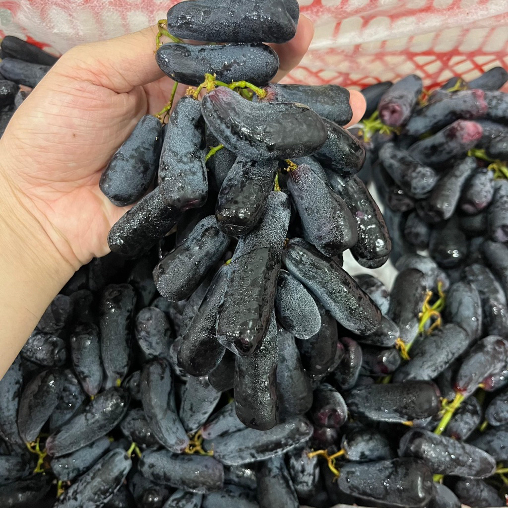 ANGGUR HITAM SAPHIRE JARI | Buah Grapes