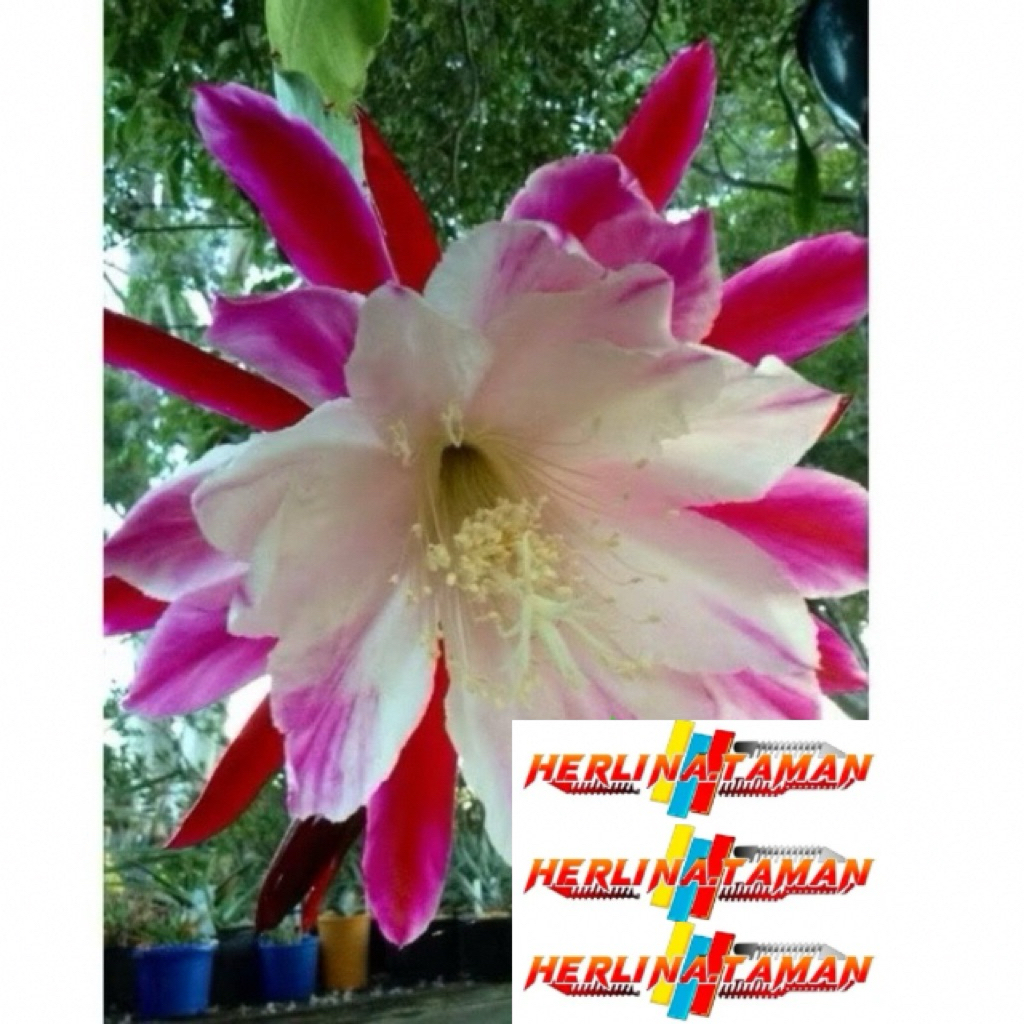 Tanaman hias Wijaya Kusuma bunga besar putih / Wijaya Kusuma