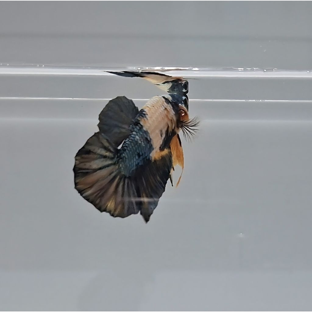 (offline bonus pembelian halfmoon mascot) Hiasan Aquarium Betta Fish Yellow Koi Copper Size M+