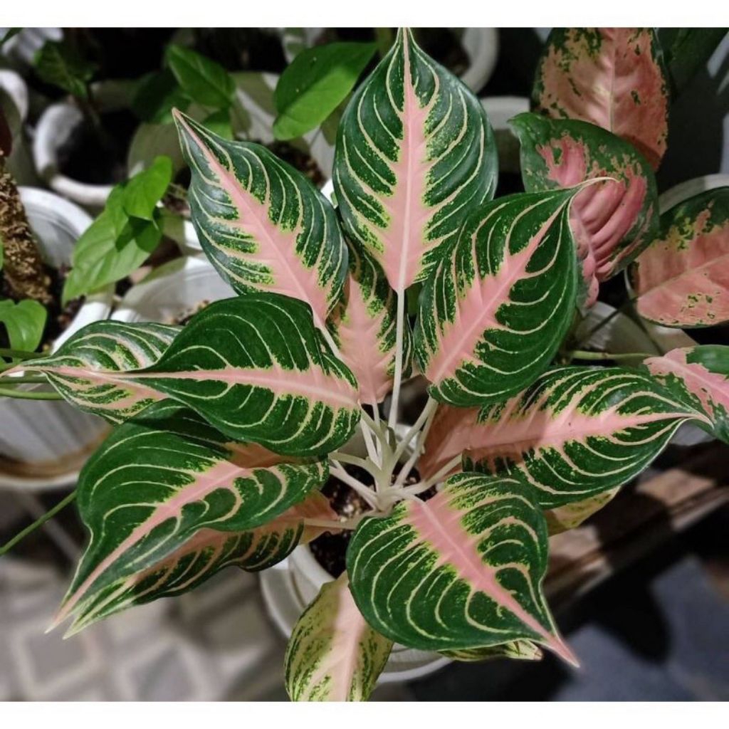Tanaman hias Aglonema Pink sunset anakan