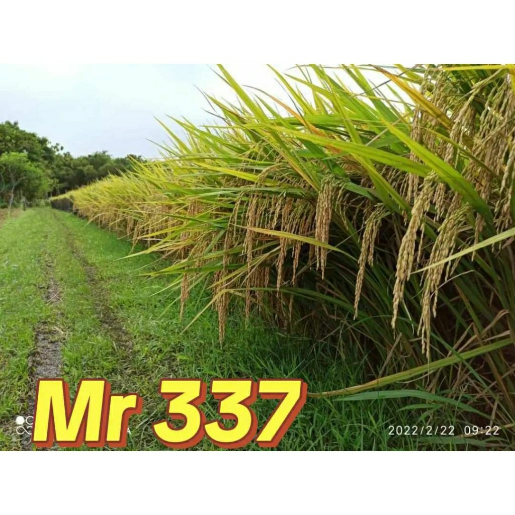 5KG Benih padi unggul MR 337
