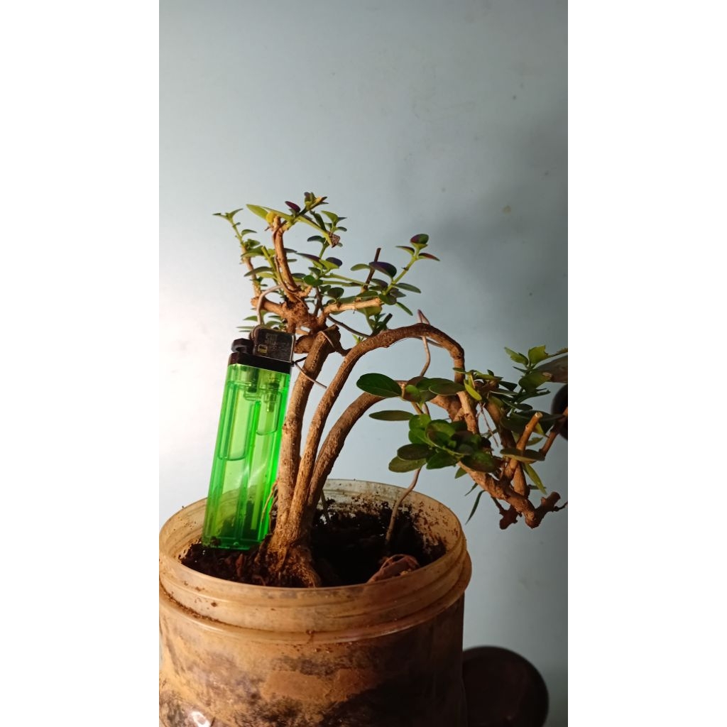 bahan/bonsai/sancang/mame