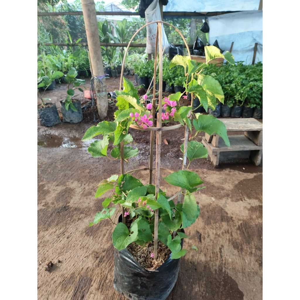 _Adudushop Tanaman Rambat Air Mata Pengantin Bunga Pink - Amp Bunga Merah Muda