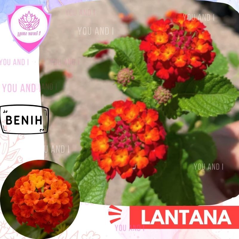 Benih LANTANA RED {isi-3)  Biji Bunga Tembelakan