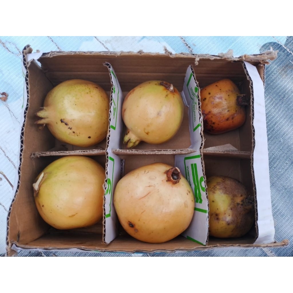 buah delima Mateng 1 kg