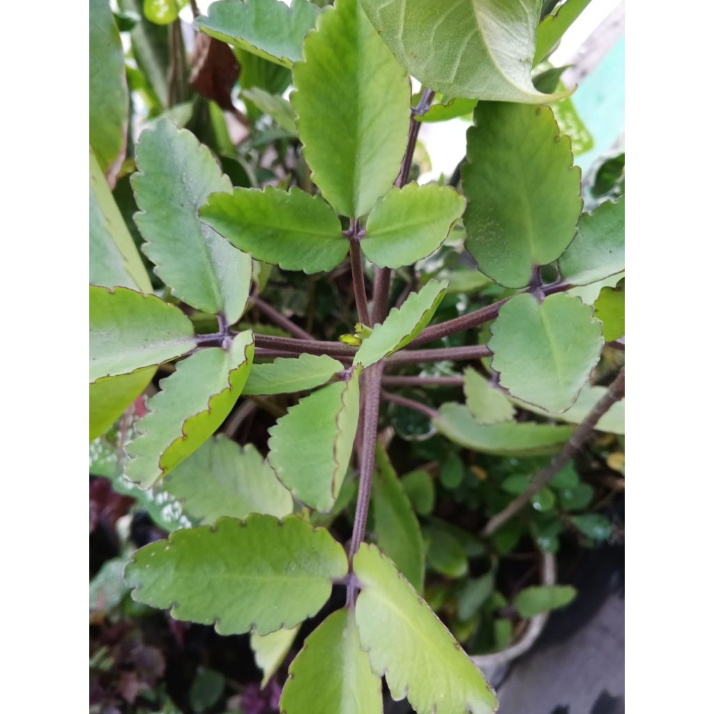 jual bibit Tanaman Hias Cocor Bebek / Tanaman Bunga Cocor Bebek / Tanaman Cocor Bebek Bunga Kuning