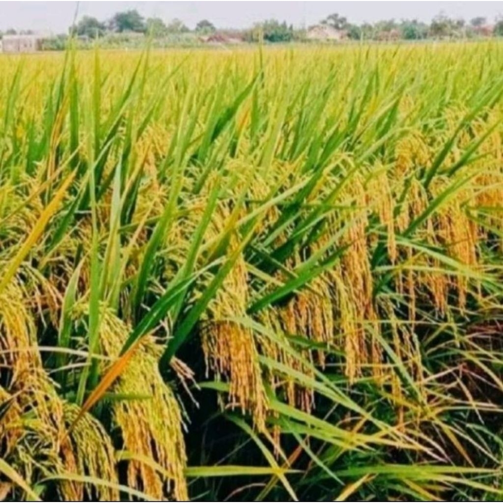 benih padi Ciherang mutiara kemasan 1kg