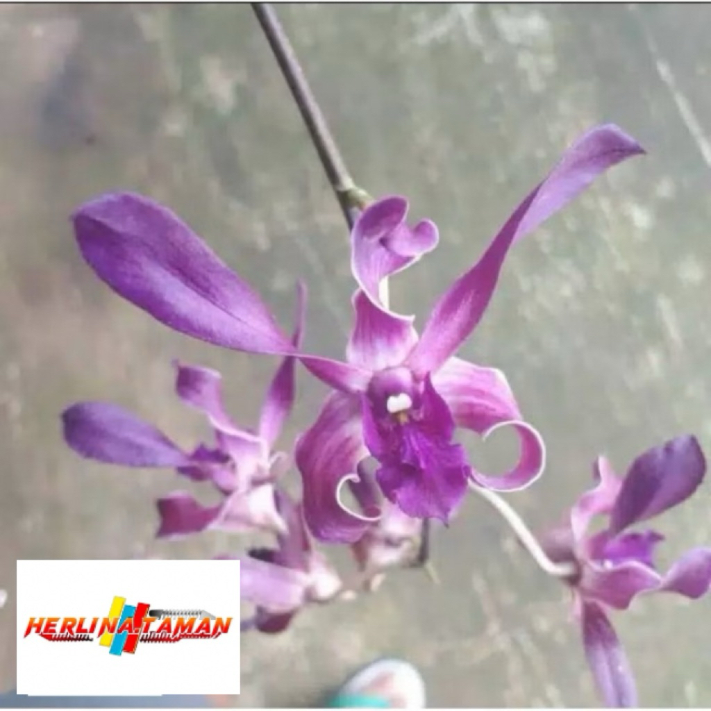 Seedling Anggrek Dendrobium Blue Spin -tanaman hidup-bunga hidup murah-anggrek-bunga hias