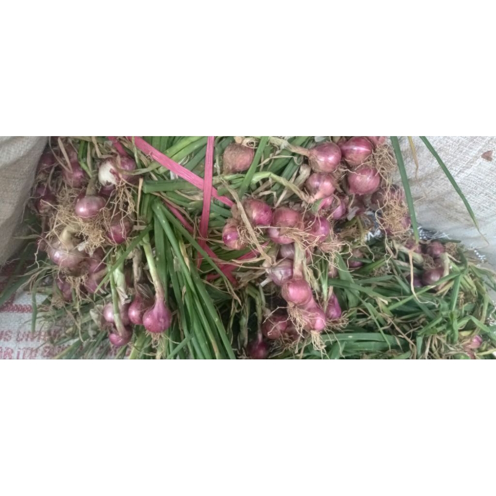 

bawang merah 1kg