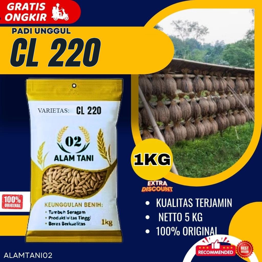 Benih padi bibit padi CL 220 kualitas original