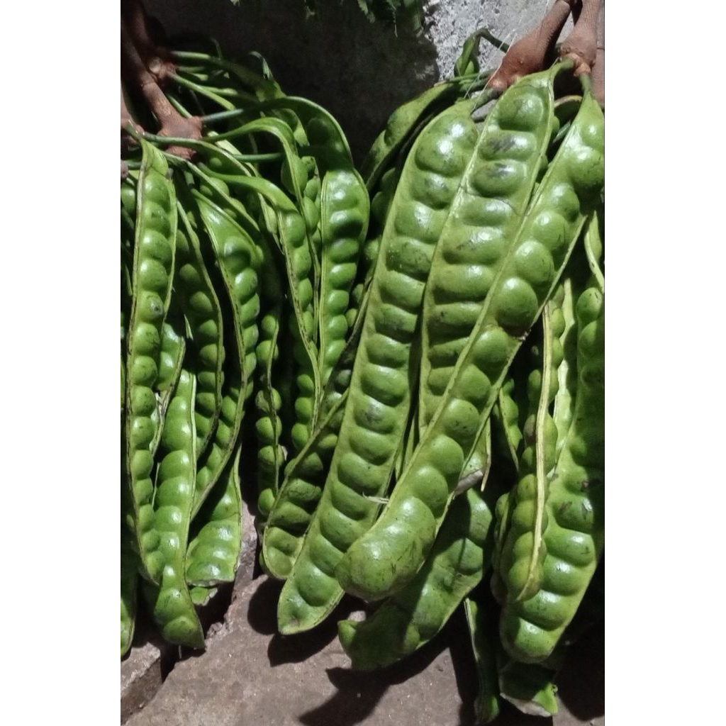 Obral pete asli tua fresh ukuran sedang 10 papan/lonjor/keris