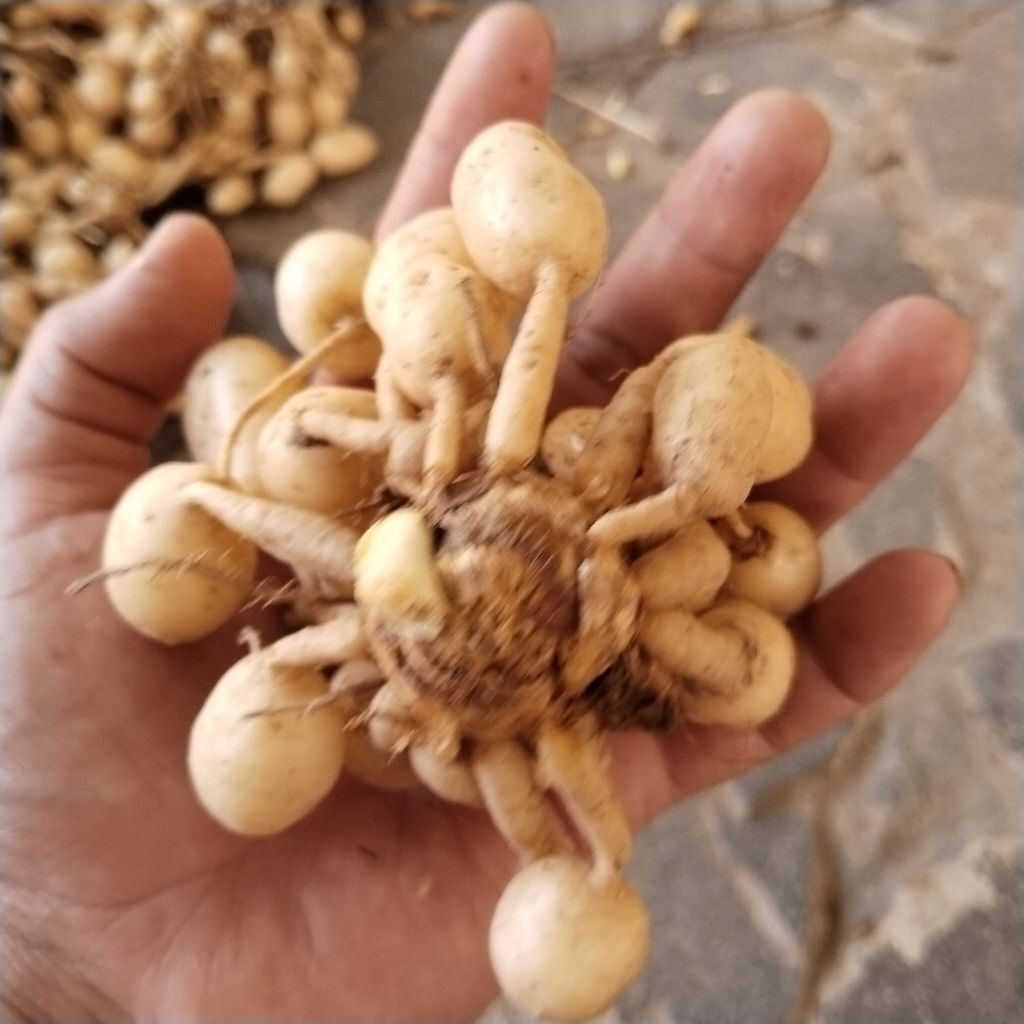 Kunyit Putih Segar Kunyit Putih Gombyok Kaempferia Rotunda