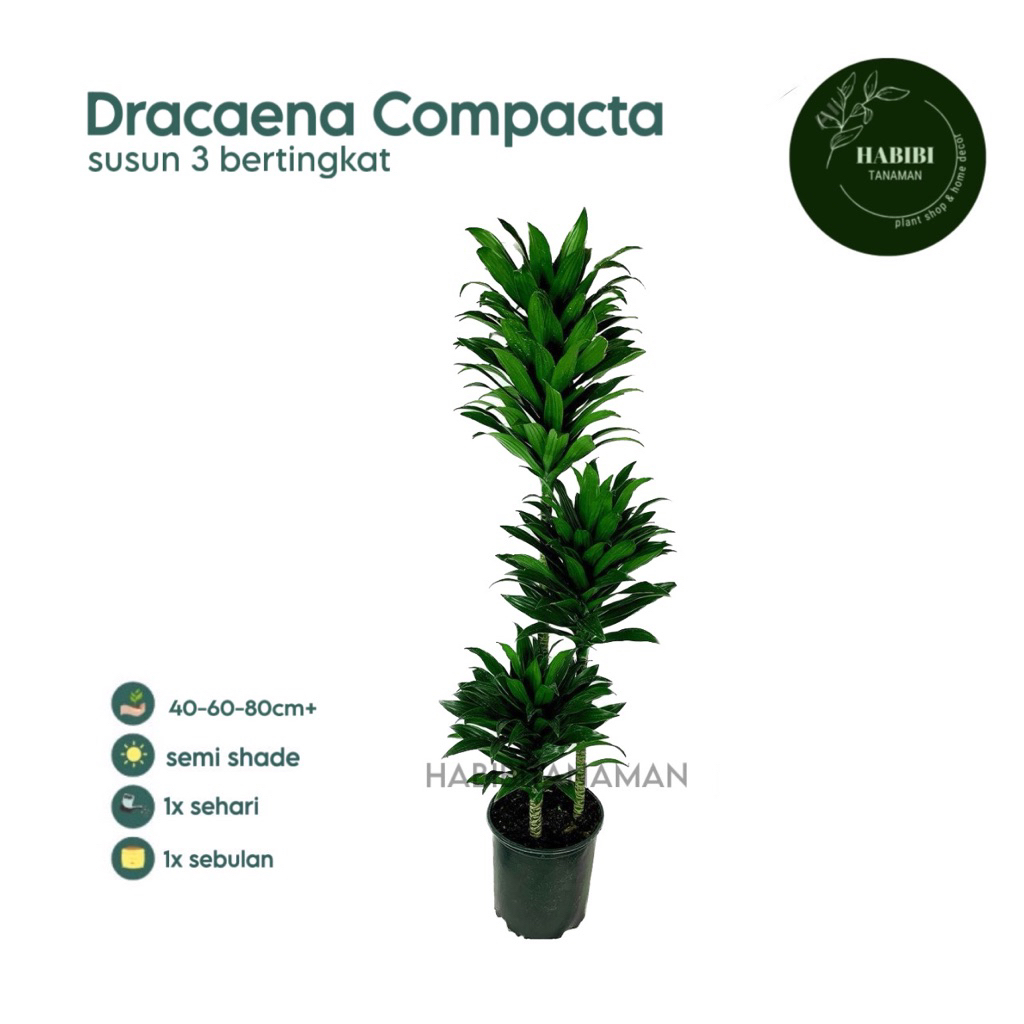 (BISA COD)PAKET 3 Tanaman Hias Dracaena Compacta / Janet Craig