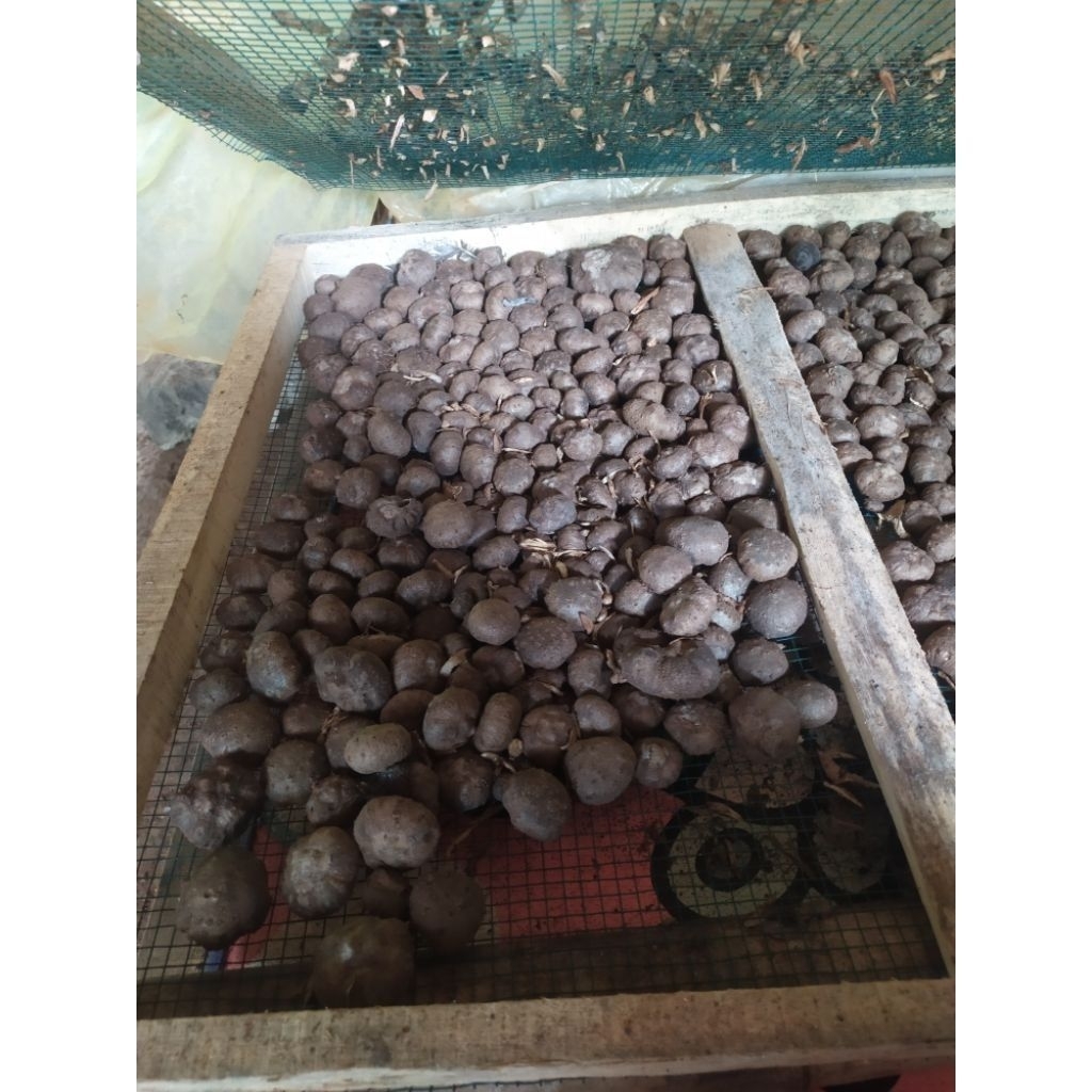 KATAK PORANG KATAK 1KG FRESH PROMO MINGGU INI