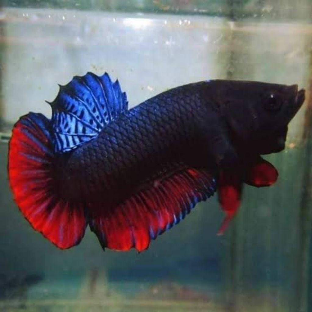 Ikan Cupang Aduan Fighter Import Thailand Anakan Bahan Top Champion