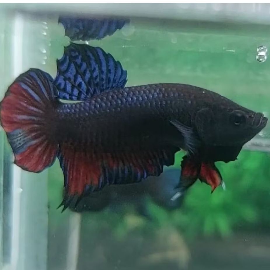 Ikan Cupang Aduan Fighter Anakan Bagan Lokal Super Priangan Bahan Top Champion