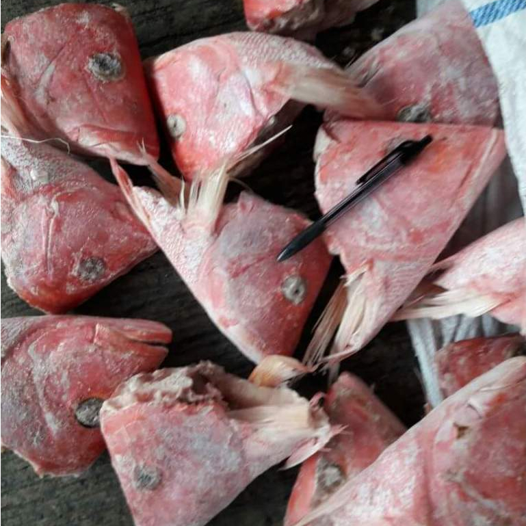 Kepala Kakap Merah 1Kg Kepala Ikan Kakap Merah Segar