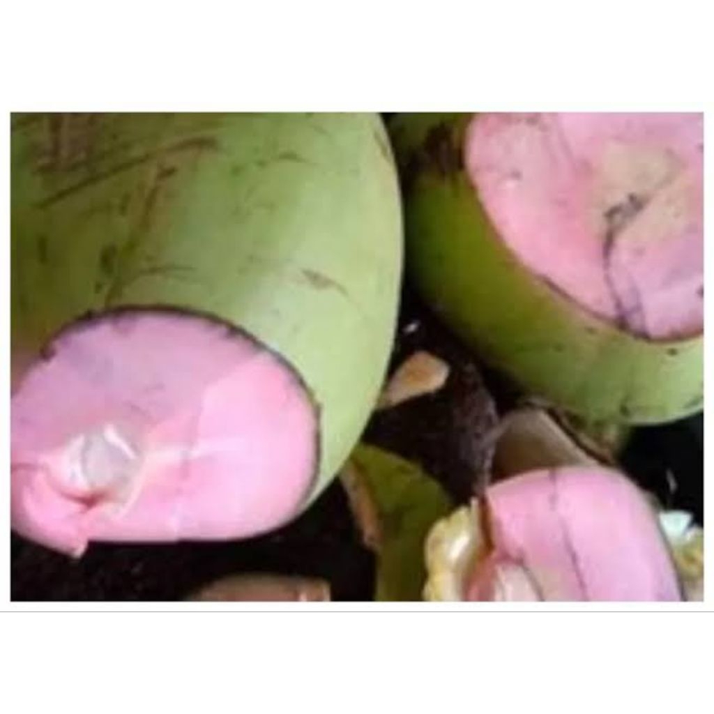 DEGAN WULUNG / DEGAN PINK / KELAPA WULUNG