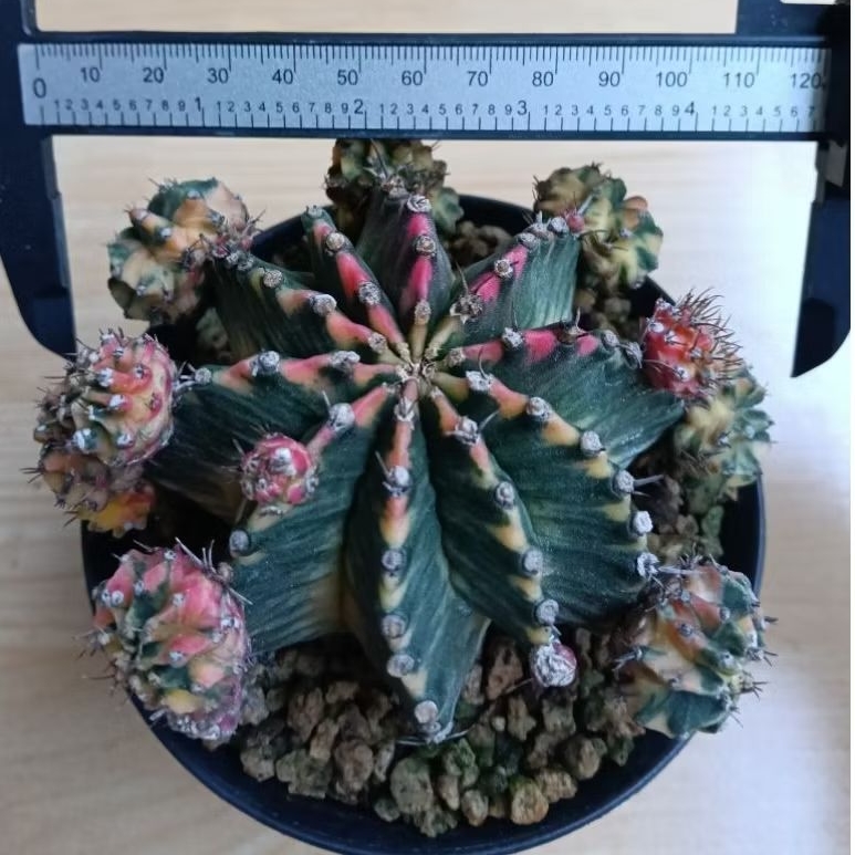 kaktus jumbo LB hybrid variegata corak unik kelas kontes ori thailand/kaktus selected perform/kaktus