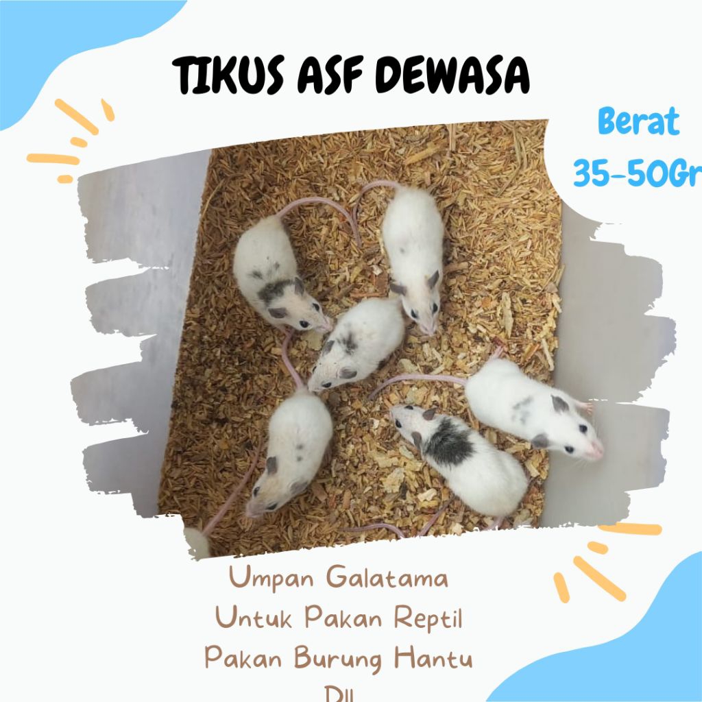 ASF  Dewasa/ Tikus ASF Hidup – Pakan Alami Ular BallPython & Hewan Predator