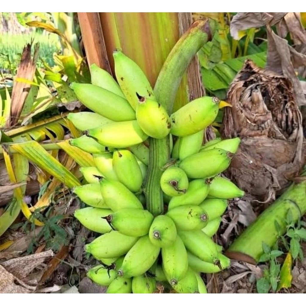 pisang putri atau pisang ulin
