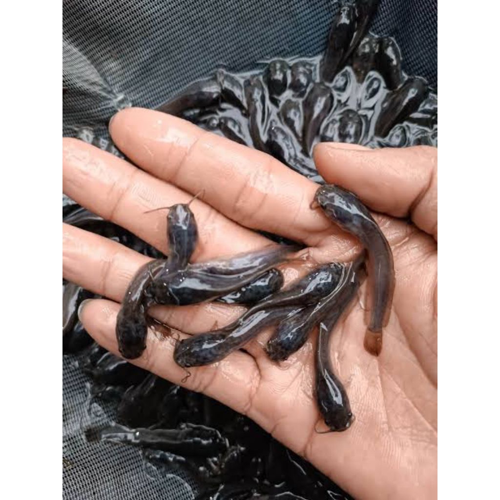 bibit lele sangkuriang/mutiara(harga paketan)