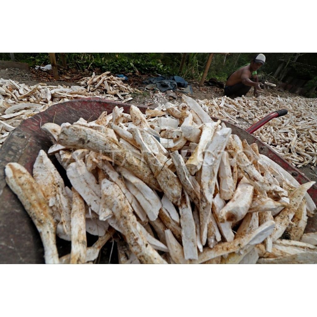 ❤️ GISELLA ❤️ 1Kg Gaplek Kering/Gaplek Singkong Kering/Gatot/Oyek Terlaris