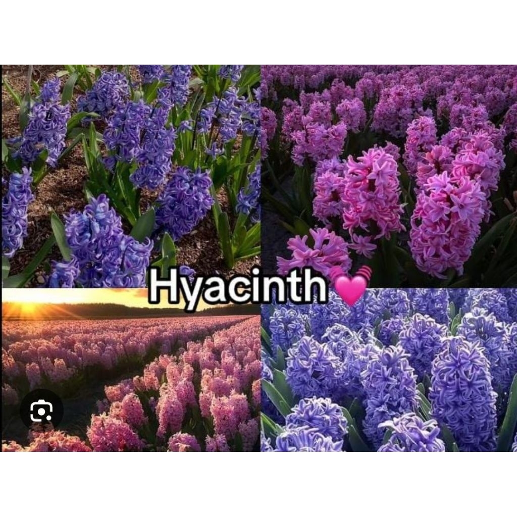 PROMO PAKET 5 TANAMAN HIAS umbi bunga hyacinth/ tanaman umbi hyacinth hidup